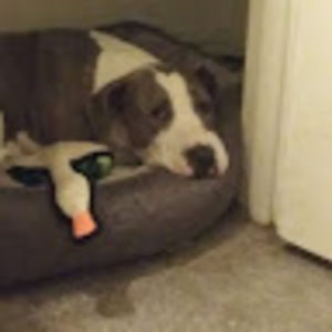 Meet your Posher, Steven